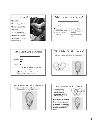 1  1  WhyisLaborPainfulinHumans?  LaborPain