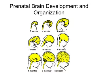 Prenatal Brain Development and  Organization  Formation of Neural Tube  Three primordial