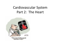 cardiovascular system part 2 the heart the heart what it