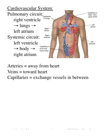Cardiovascular System: Pulmonary circuit: right ventricle  lungs  left atrium Systemic