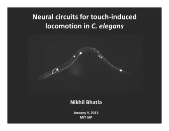 Neural circuits for touch-induced locomotion in C. elegans  Nikhil Bhatla  January 9, 2013  MIT IAP