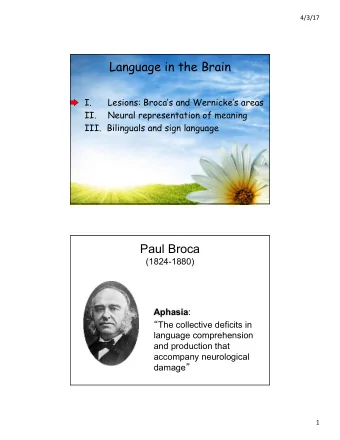 Language in the Brain  I.  Lesions: Brocas and Wernickes areas  II.  Neural representation of
