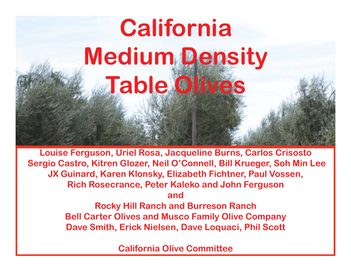 california medium density table olives