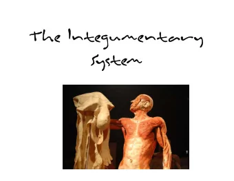 Th  The I  Integumentary  Sy  System The Skin and the Hypodermis  Skin  our largest organ