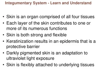 Skin is both strong and flexible  Keratinization results in an epidermis that is a