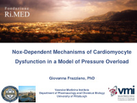 nox dependent mechanisms of cardiomyocyte