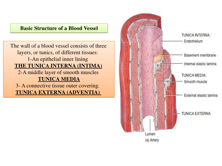the wall of a blood vessel consists of three