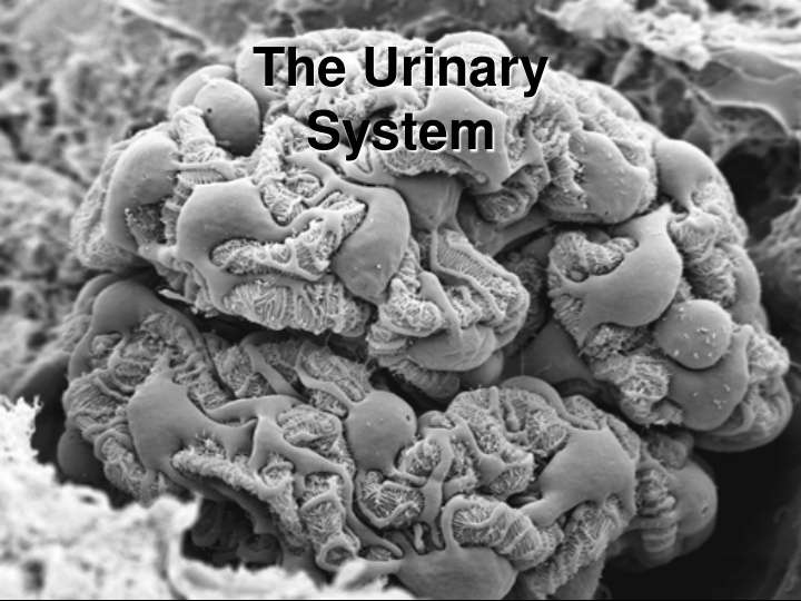 the urinary system the urinary system