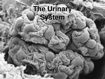The Urinary  System  The Urinary System   General Renal (kidney) Functions   Urine formation