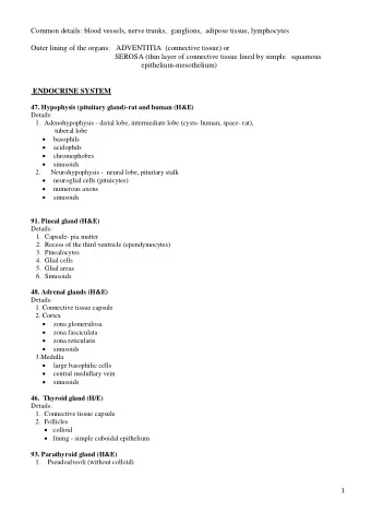 Common details: blood vessels, nerve trunks,  ganglions,  adipose tissue, lymphocytes  Outer lining