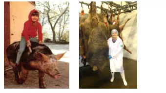 Tail tip necrosis in wild boars:  Screening Mayer-Wild Bad Wrrishofen  Undocked tails =  Quelle