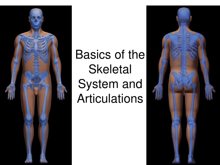 basics of the skeletal system and articulations learn and