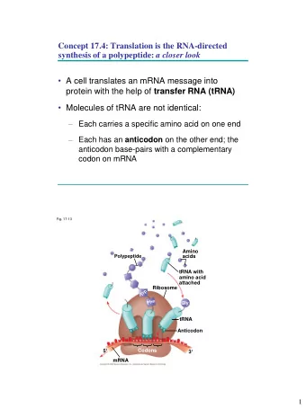 Concept 17.4: Translation is the RNA-directed synthesis of a polypeptide: a closer look  A cell