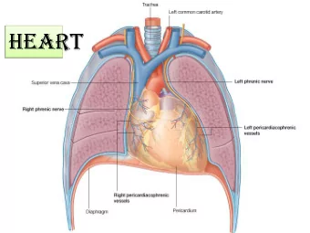 heart  MEDIASTINUM  The mediastinum is  a broad central  partition that separates the two