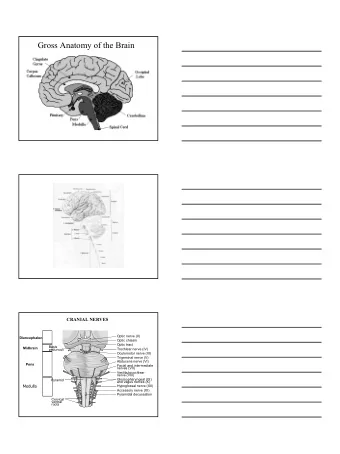 Gross Anatomy of the Brain  CRANIAL NERVES  Optic nerve (II)  Diencephalon  Optic chiasm  Optic