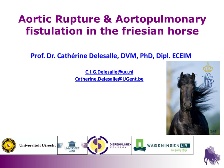 aortic rupture aortopulmonary fistulation in the friesian