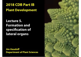 B  D  Organ initiation  Cell proliferation  Key  Central zone (stem cells)  Rib meristem  Overlap