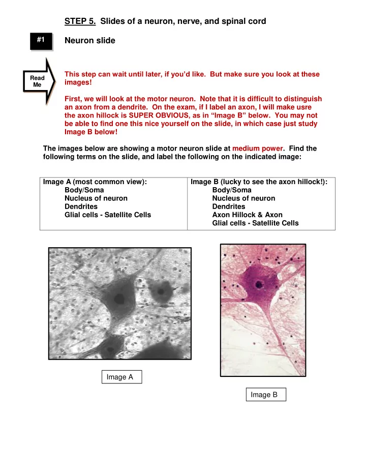 step 5 slides of a neuron nerve and spinal cord