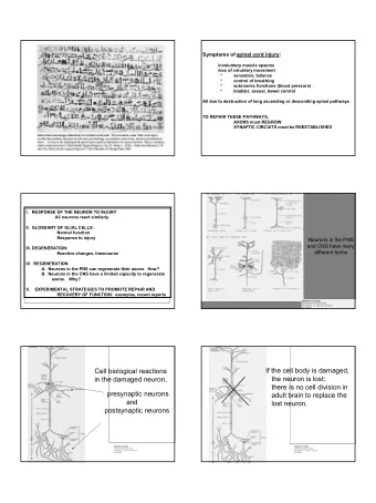 1  I.  RESPONSE OF THE NEURON TO INJURY (summary)  If the axon is damaged,  A. All neurons -