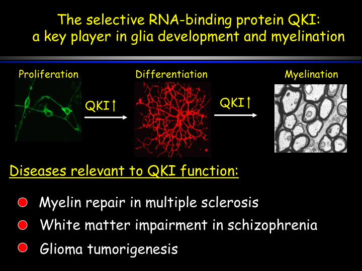 the selective rna binding protein qki a key player in