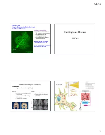 Huntingtons  Disease  1)  signal  transmission  between  NS    components