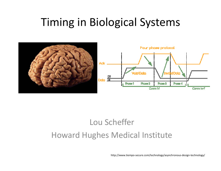 timing in biological systems