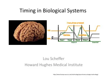 Timing in Biological Systems  Lou Scheffer  Howard Hughes Medical Institute
