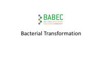 bacterial transformation genetic engineering bacterial