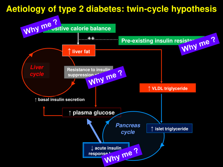 aetiology of type 2 diabetes twin cycle hypothesis