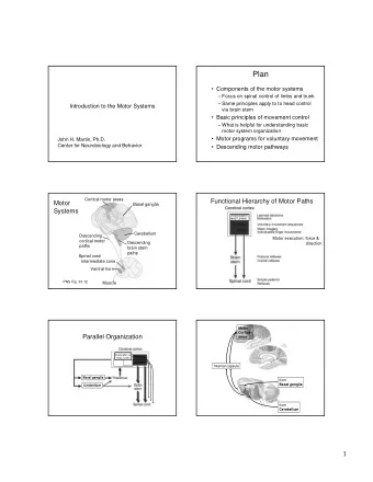 Plan   Components of the motor systems   Focus on spinal control of limbs and trunk   Same