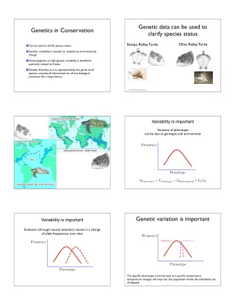 Genetic data can be used to  Genetics in Conservation  clarify species status  Kemps Ridley Turtle