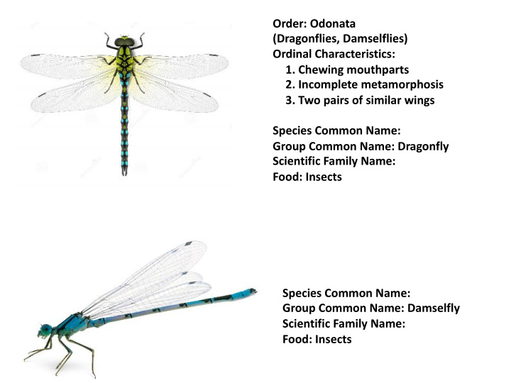 order odonata dragonflies damselflies ordinal