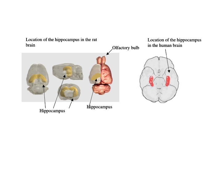 location of the hippocampus in the rat location of the