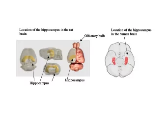 Location of the hippocampus in the rat  Location of the hippocampus in the rat  Location of the