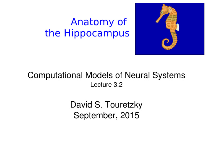 anatomy of the hippocampus
