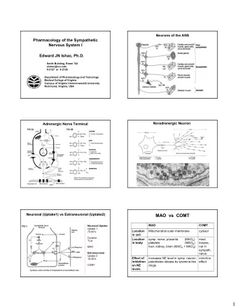1  Metabolism of Catecholamines  MAO  vs COMT  Major Metabolites  Metabolism by either MAO or  COMT