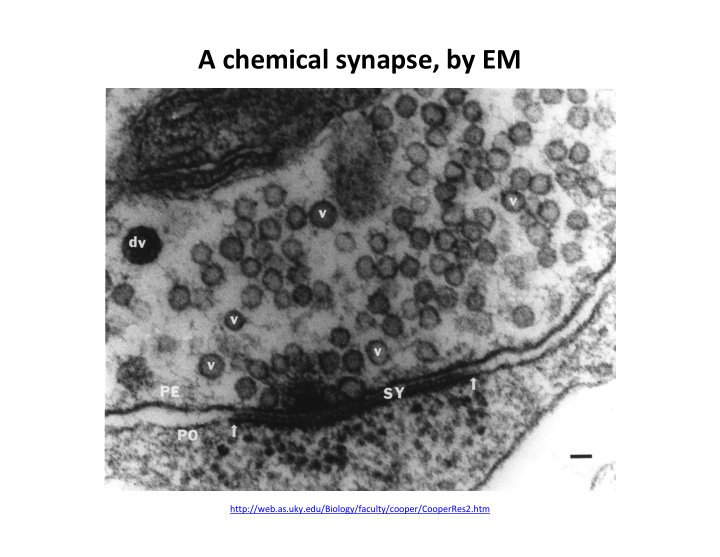 a chemical synapse by em
