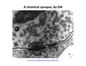 A chemical synapse, by EM  http://web.as.uky.edu/Biology/faculty/cooper/CooperRes2.htm  An