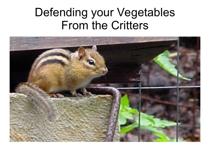 defending your vegetables from the critters when you buy