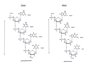 DNA  RNA