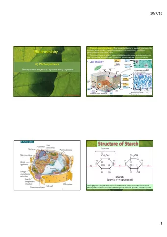 Biochemistry  photosynthetic cells within a leaf    The ground tissue in a leaf is sandwiched