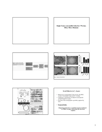 1  The Sleep Disorder Canine Narcolepsy is Caused by a  Mutation in the Hypocretin (Orexin)