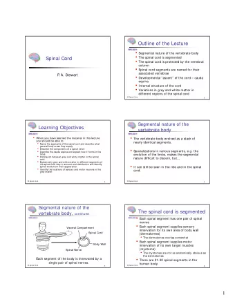 1  The spinal cord is protected by Vertebra  viewed from above  the vertebral column  Vertebral