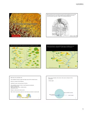 11/2/2011  Neuroscientists have been attracted to the puzzle of the Cerebellum ever since Cajal.