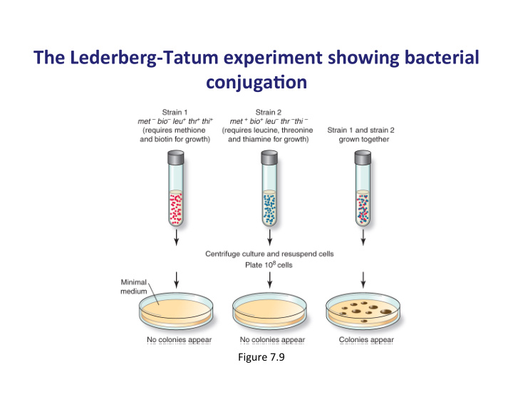 the lederberg tatum experiment showing bacterial