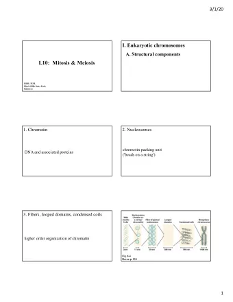 I. Eukaryotic chromosomes  A. Structural components  L10:  Mitosis &amp; Meiosis  BIOL 153/L  Black