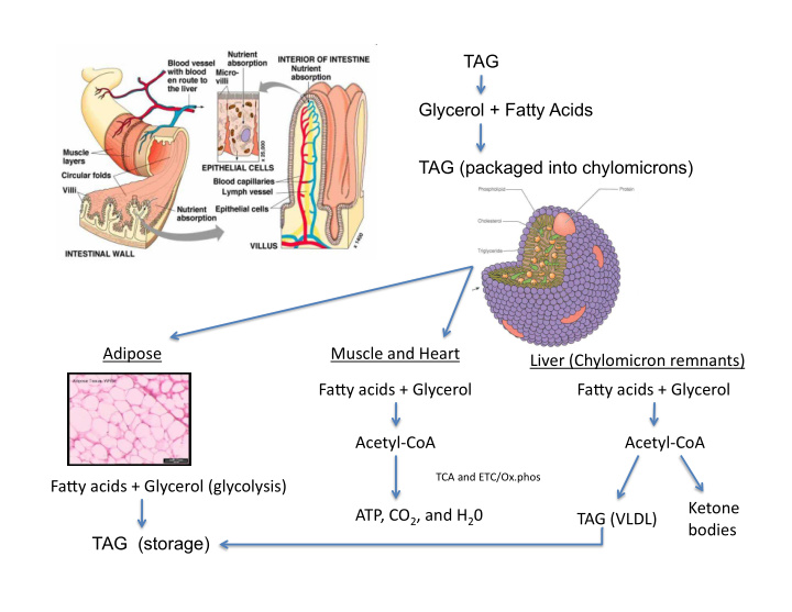 tag glycerol fatty acids tag packaged into chylomicrons