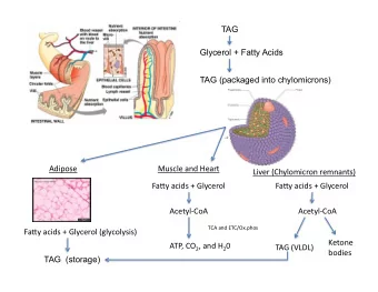 TAG  Glycerol + Fatty Acids  TAG (packaged into chylomicrons)  Adipose  MuscleandHeart