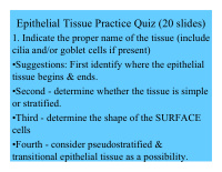 epithelial tissue practice quiz 20 slides