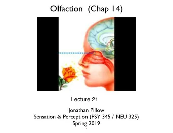 Olfaction  (Chap 14)  Lecture 21  Jonathan Pillow Sensation &amp; Perception (PSY 345 / NEU 325)